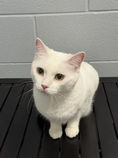 An adult large-sized female Domestic Short Hair cat named Mimi for adoption in Kalamazoo, MI
