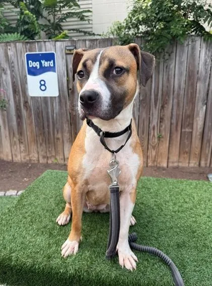 An adult large-sized female Boxer dog named Olive for adoption in Washington, DC