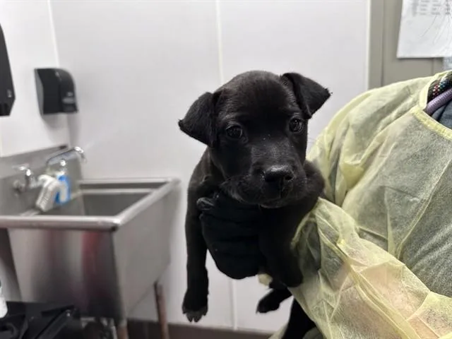 A baby small-sized male Labrador Retriever dog named Mac for adoption in Tucson, AZ