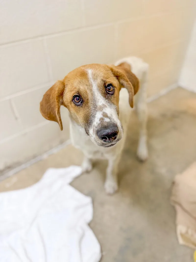 A young medium-sized male Hound dog named Bodaway for adoption in Sanford, NC