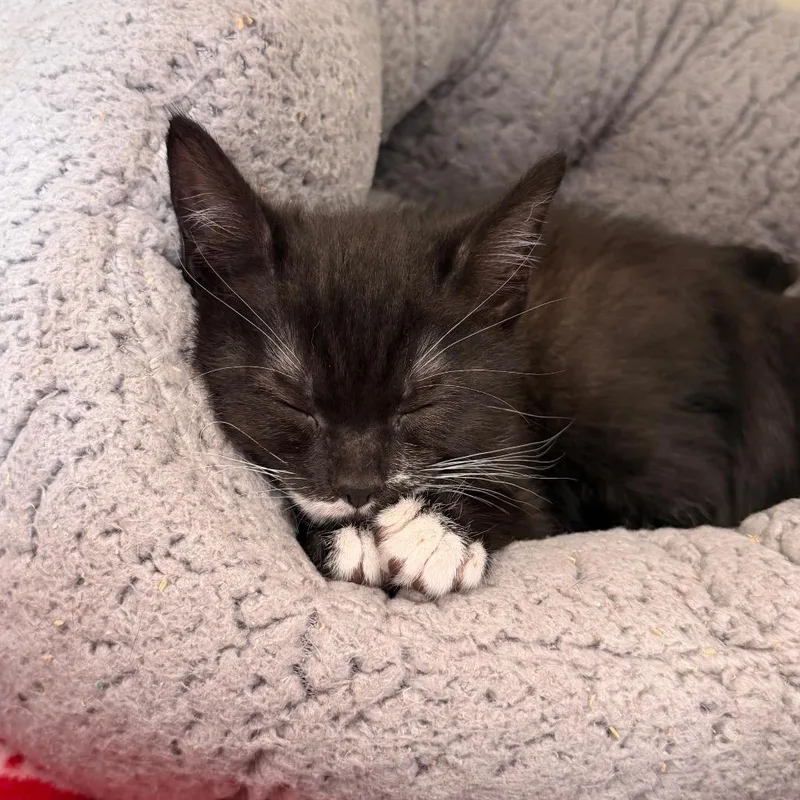 A baby small-sized female Black Domestic Short Hair cat named Figaro for adoption in Port Richey, FL
