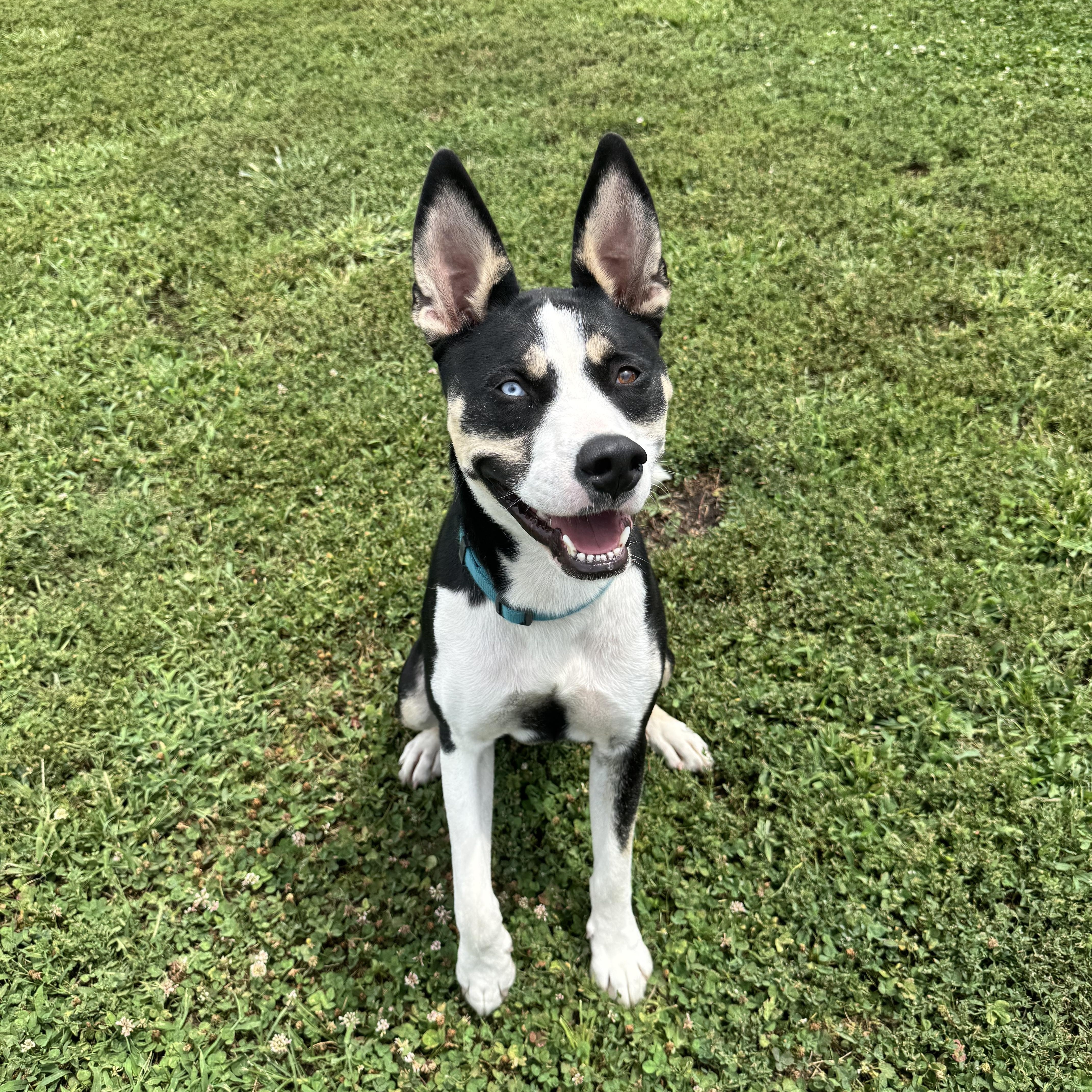 A young large-sized male Tricolor (Brown, Black, & White) Husky dog named Huck for adoption in Leon, KS