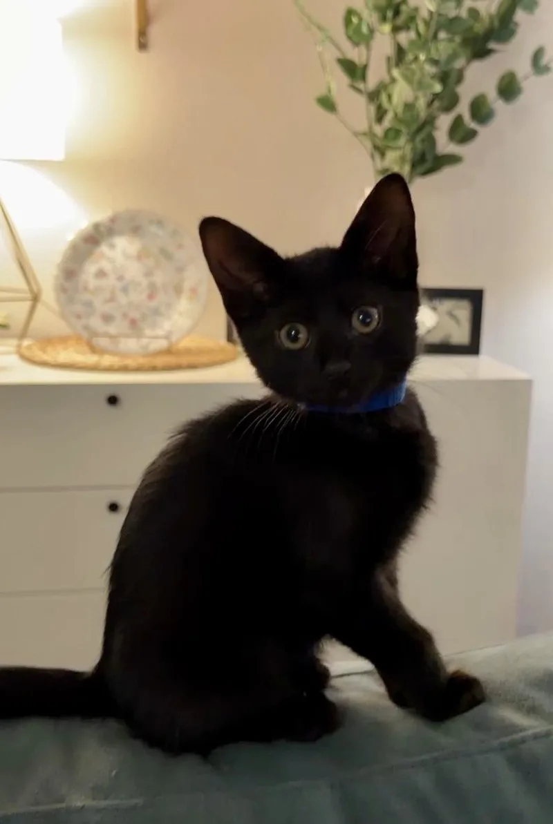 A baby large-sized male Black Domestic Short Hair cat named Huckleberry And Violet for adoption in Seattle, WA