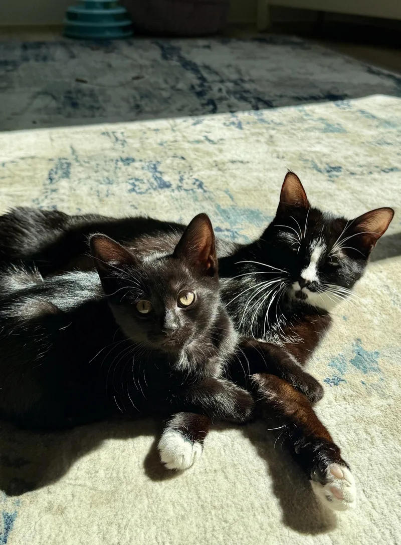 Huckleberry And Violet thumbnail 2