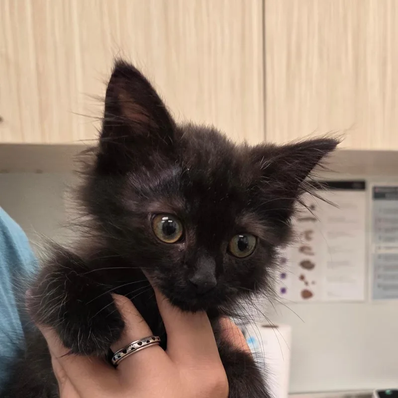 A baby small-sized male Black Domestic Short Hair cat named Connor for adoption in Chattanooga, TN