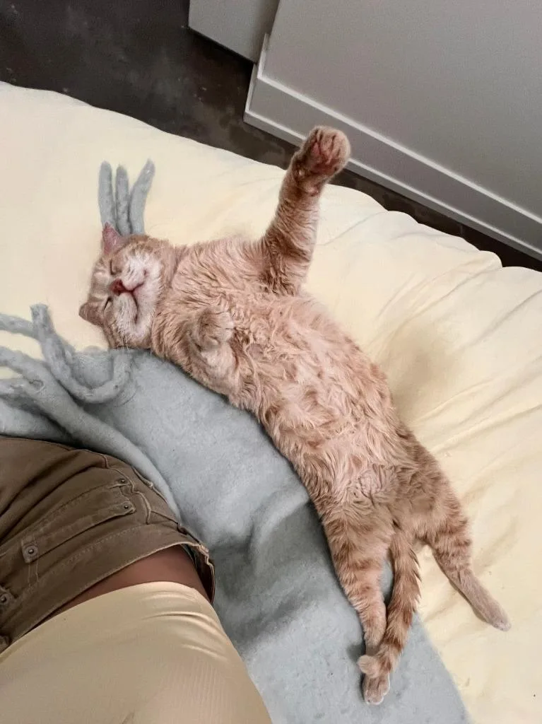 An adult medium-sized male Domestic Short Hair cat named Meatloaf for adoption in Minneapolis, MN