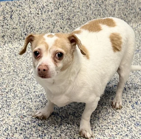 Blueberry thumbnail 2