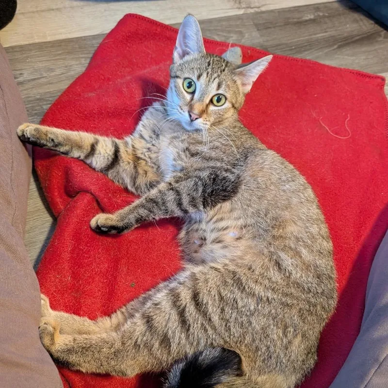 An adult medium-sized female Brown / Chocolate Domestic Short Hair cat named Tootie for adoption in Owosso, MI