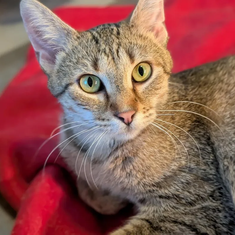Tootie thumbnail 5