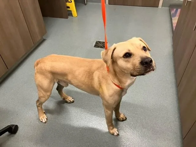 An adult medium-sized male Labrador Retriever dog named Jafar for adoption in Baytown, TX