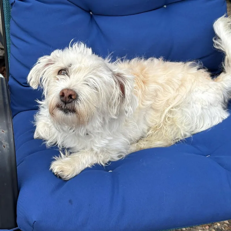 An adult small-sized male White / Cream Miniature Poodle dog named Questo Arriving D for adoption in Princeton, MN
