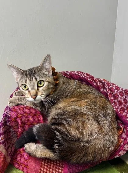 A baby medium-sized female Domestic Short Hair cat named Sadie for adoption in Picayune, MS