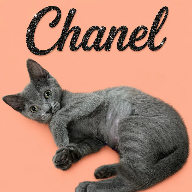 A baby small-sized female Tabby (Gray / Blue / Silver) Tabby cat named ChanelDC for adoption in Greenville, DE