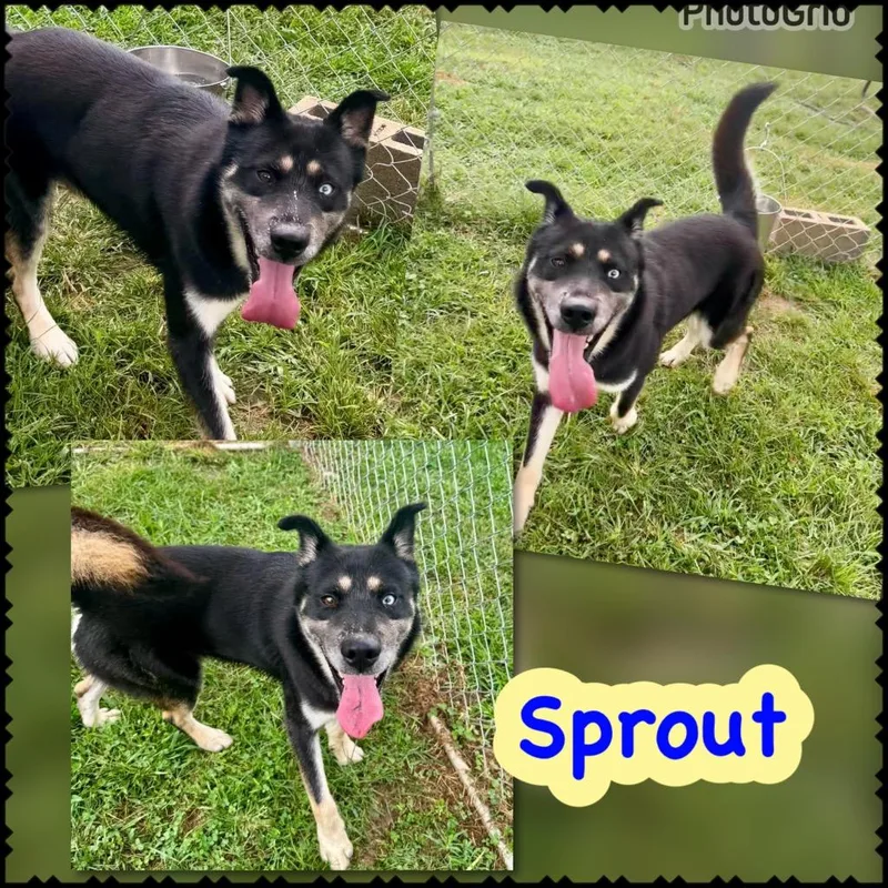A young medium-sized male German Shepherd Dog dog named Sprout for adoption in Blountville, TN