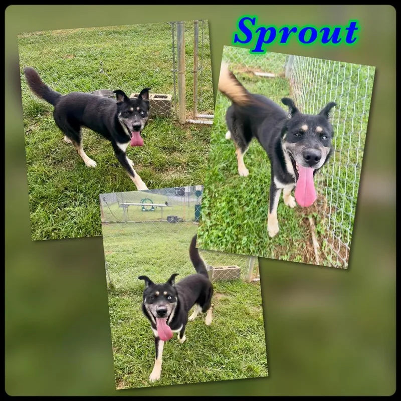Sprout thumbnail 2