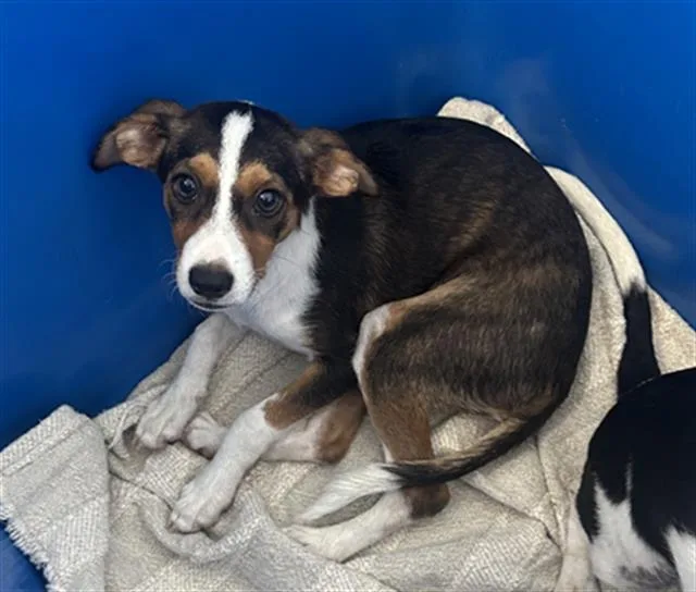 A baby medium-sized female Mixed Breed dog named Pea for adoption in Dallas, TX