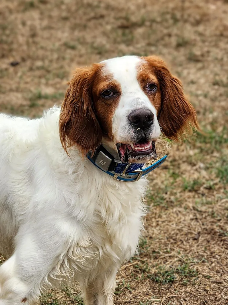 An adult medium-sized male White / Cream English Setter dog named Sonny for adoption in Boerne, TX