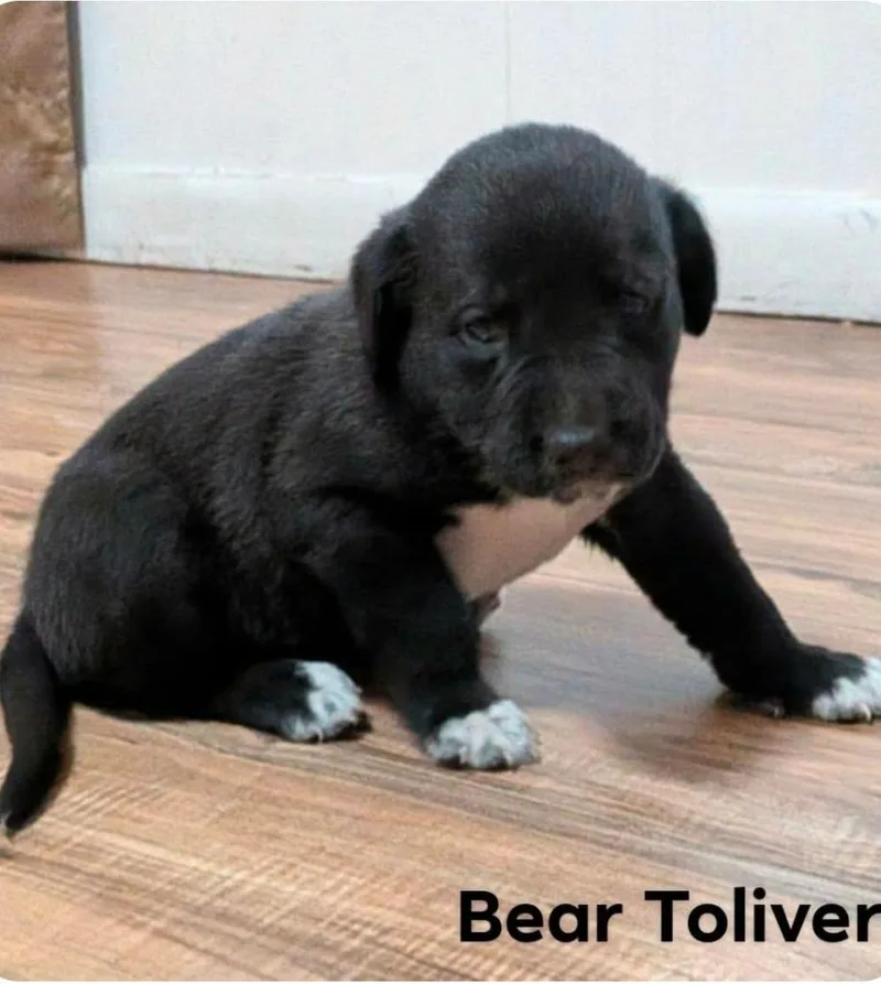 A baby medium-sized male Labrador Retriever dog named Bear for adoption in El Dorado, AR