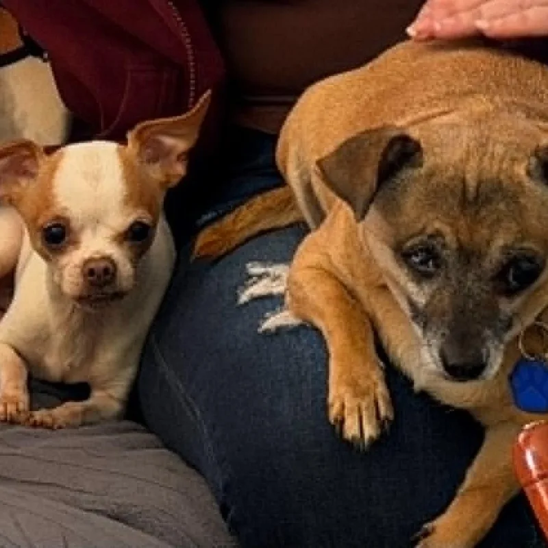 A young small-sized male Chihuahua dog named Blessing for adoption in Cherry Hill, NJ