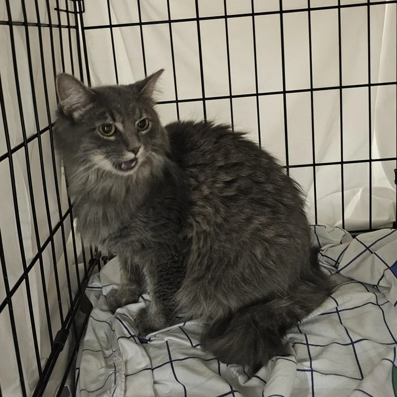 A young medium-sized female Gray / Blue / Silver Domestic Long Hair cat named Oakley for adoption in Normal, IL