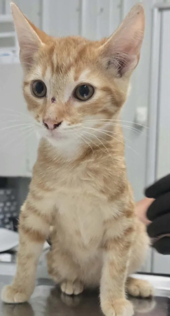 A baby small-sized male Domestic Short Hair cat named Israel for adoption in Hillsdale, IN