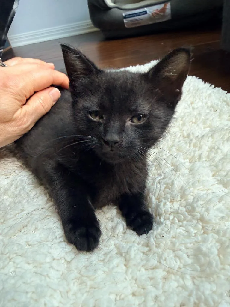 A baby small-sized male Tabby cat named Sonny for adoption in San Antonio, TX