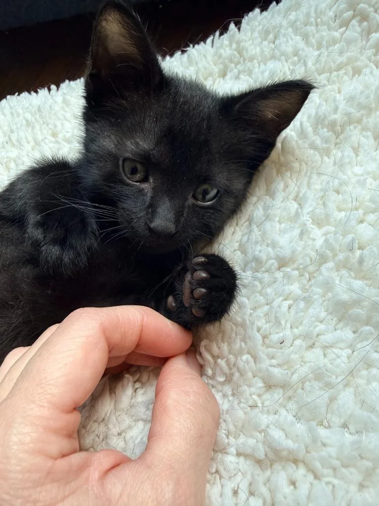 Sonny thumbnail 2