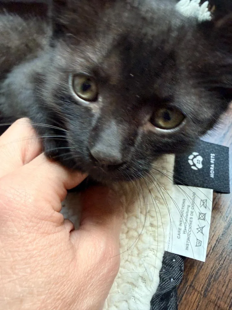 Sonny thumbnail 4