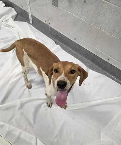 A baby medium-sized female Mixed Breed dog named Elma for adoption in Sevierville, TN