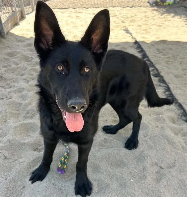 A young small-sized male German Shepherd Dog dog named Bruce for adoption in Salinas, CA