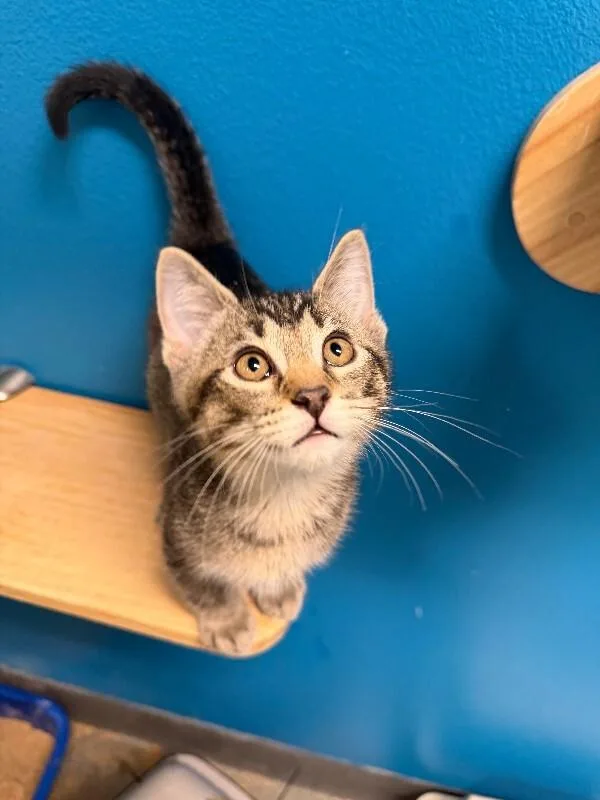 A young medium-sized male Brown / Chocolate Domestic Short Hair cat named Mystery for adoption in Fort Collins, CO
