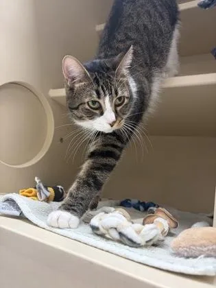 An adult medium-sized female Domestic Short Hair cat named Jellybean for adoption in Westland, MI