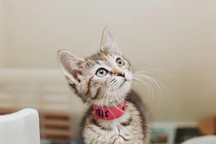 A young small-sized female Domestic Short Hair cat named A Tortillapetsmart West Ashley for adoption in North Charleston, SC
