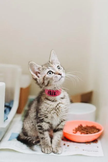 A Tortillapetsmart West Ashley thumbnail 2