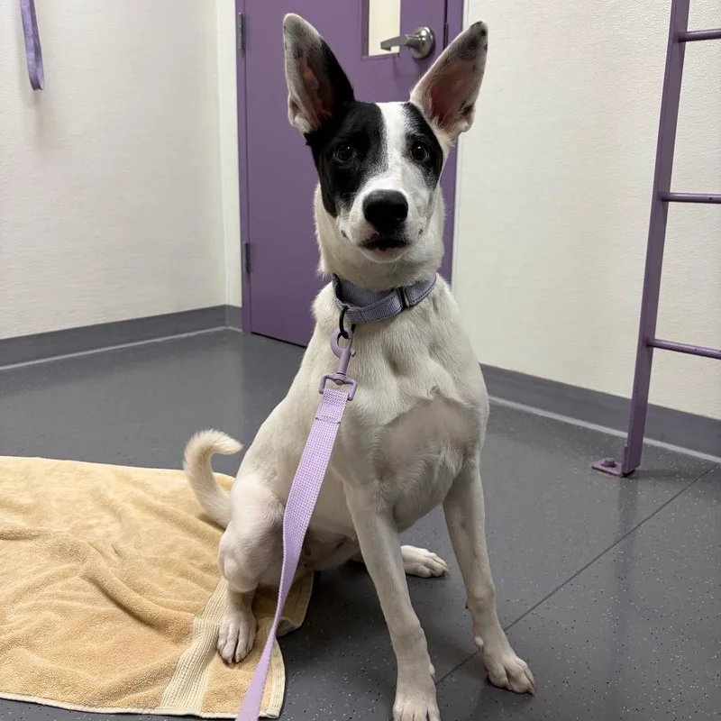 A young medium-sized female White / Cream Collie dog named Panda for adoption in Albuquerque, NM