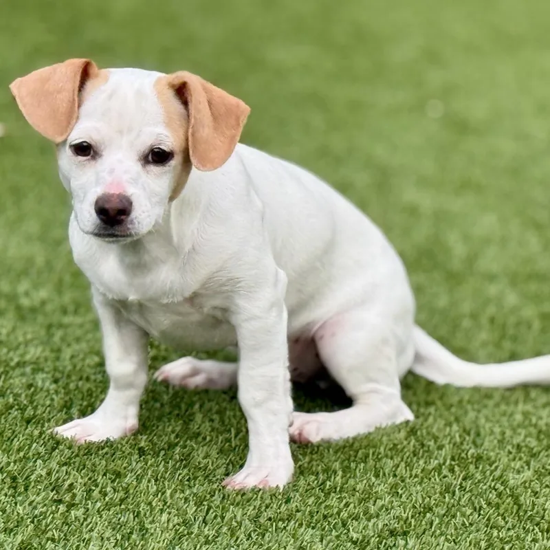 A baby small-sized male Chihuahua dog named Tundra  My Mom for adoption in Hondo, TX