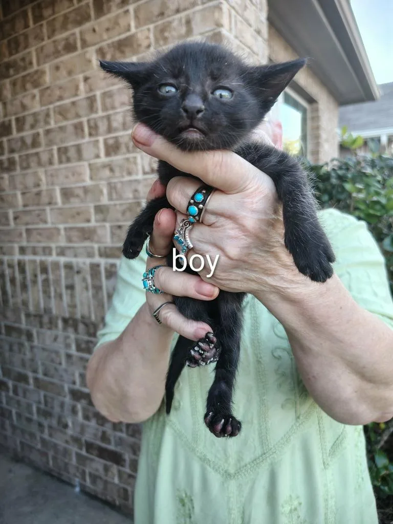 A baby small-sized male Domestic Short Hair cat named Sherman for adoption in New Braunfels, TX