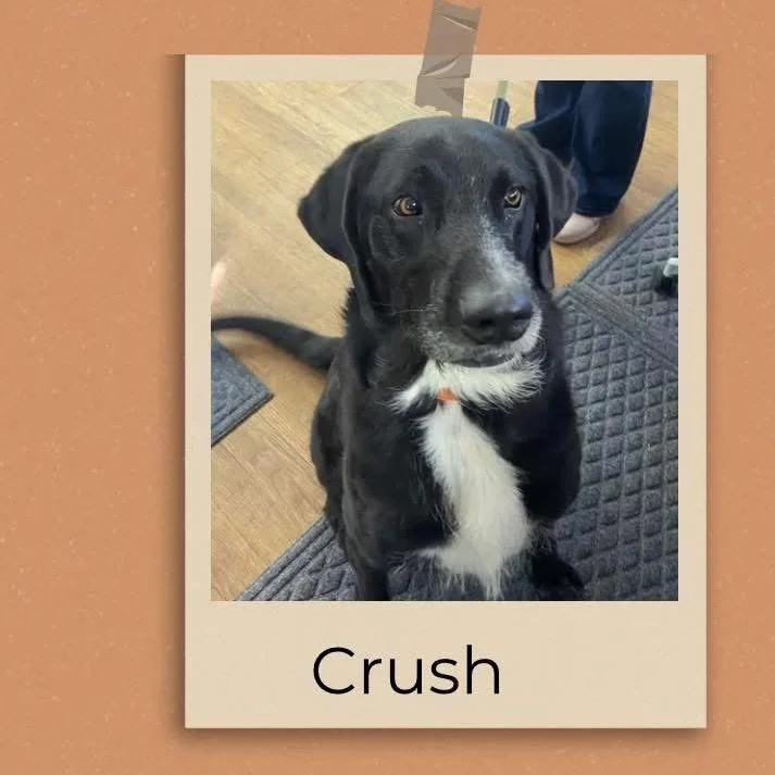 Crush