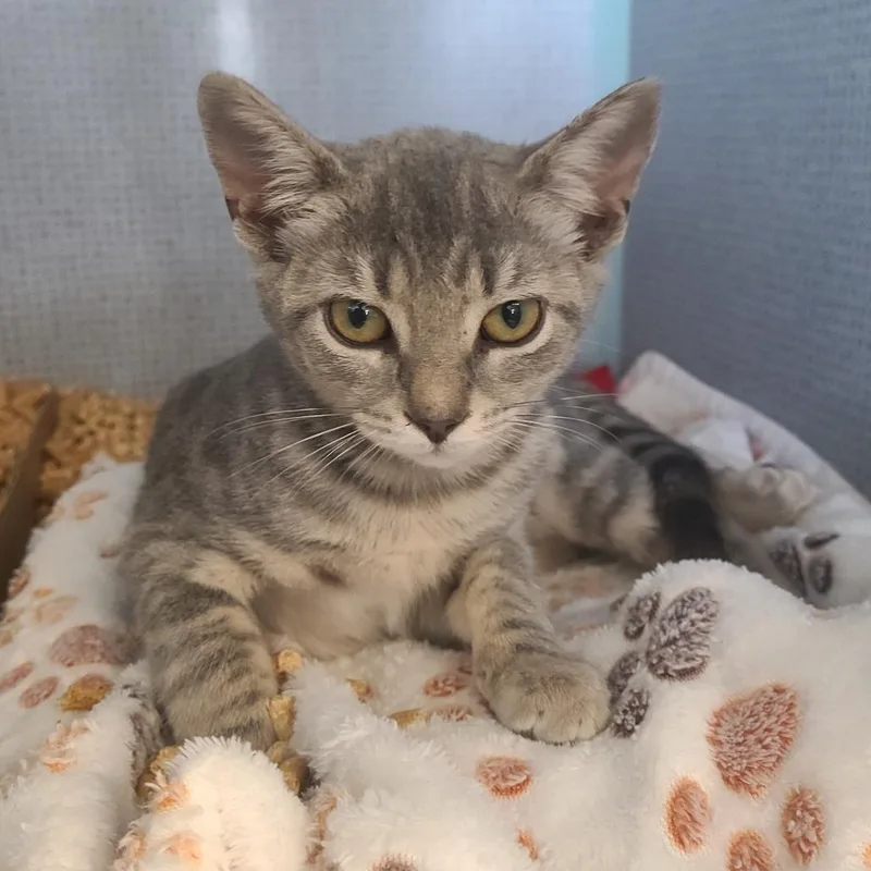 A baby small-sized female Gray / Blue / Silver Domestic Short Hair cat named Adso for adoption in Russellville, KY