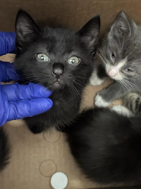 A baby medium-sized male Domestic Short Hair cat named Willow for adoption in Dallas, TX