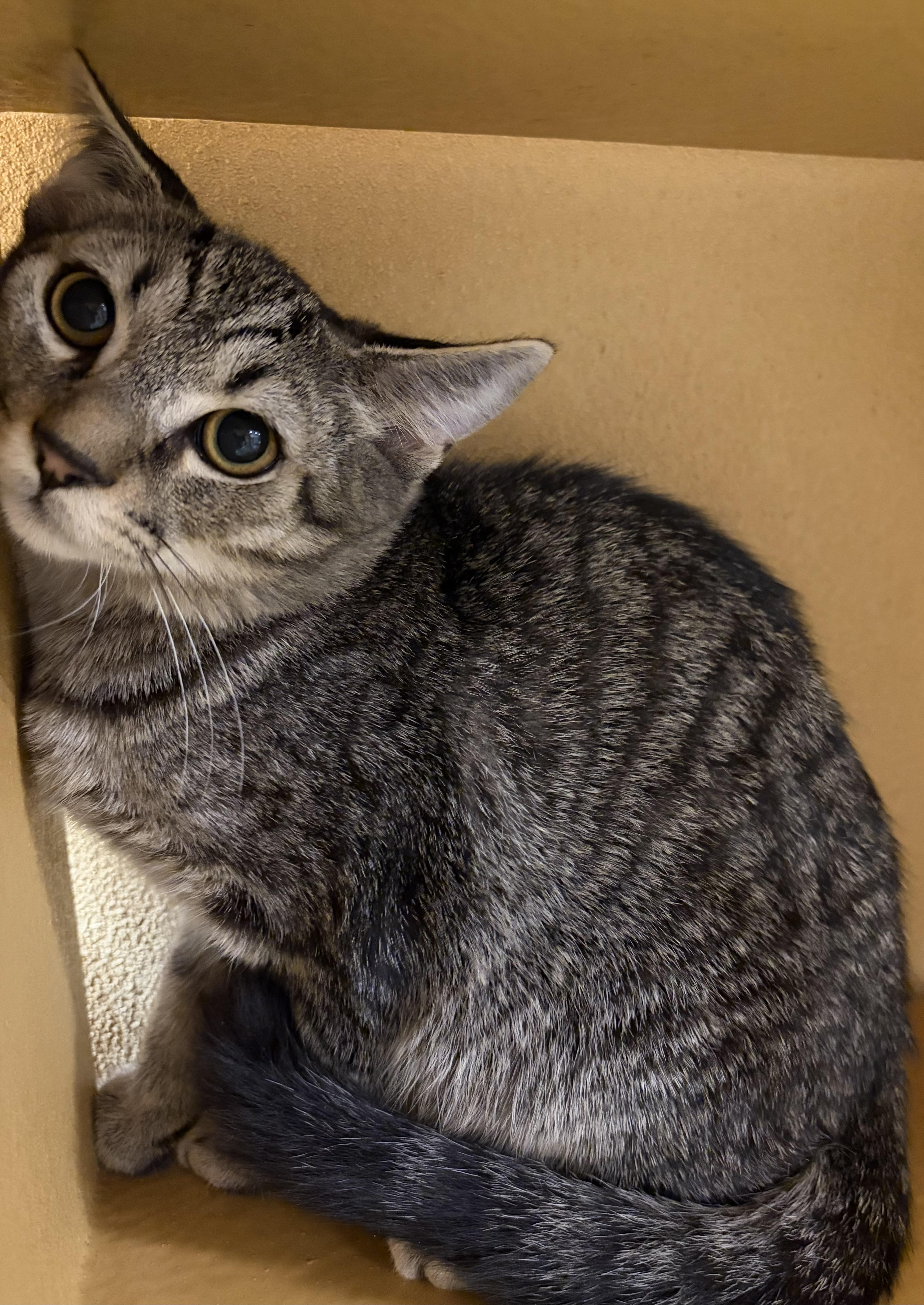 A baby medium-sized male Domestic Short Hair cat named Edison Julian for adoption in Stowe, PA
