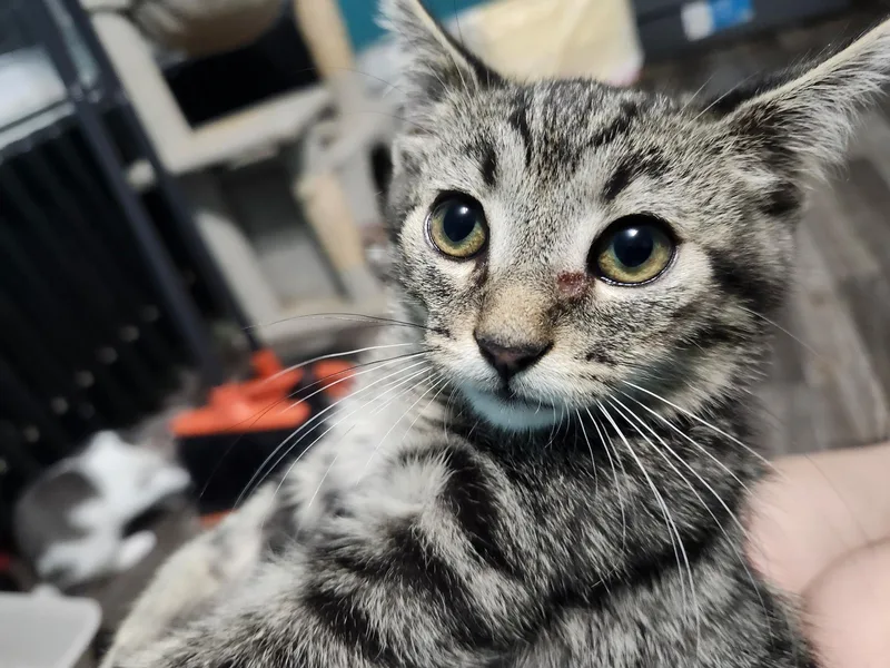 Edison Julian thumbnail 2