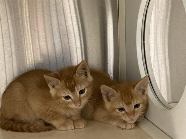 A baby small-sized male Domestic Short Hair cat named Conquest for adoption in Tustin, CA