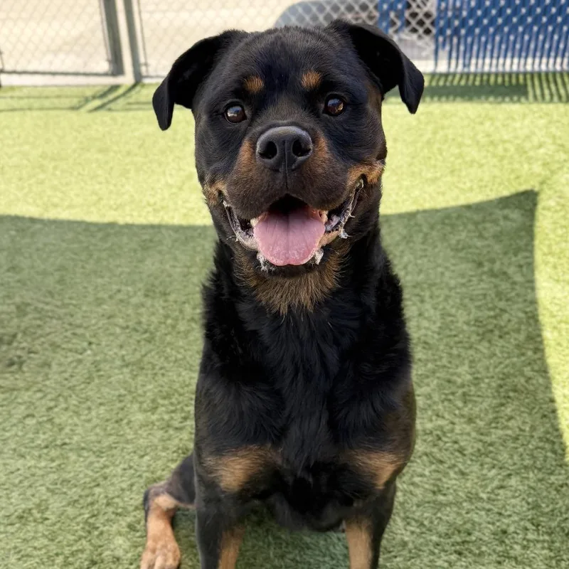 An adult large-sized female Black Rottweiler dog named Roxanne for adoption in Hawthorne, CA