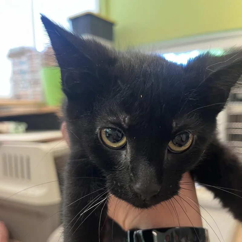 A baby small-sized male Black Domestic Short Hair cat named Bob for adoption in Chicago, IL