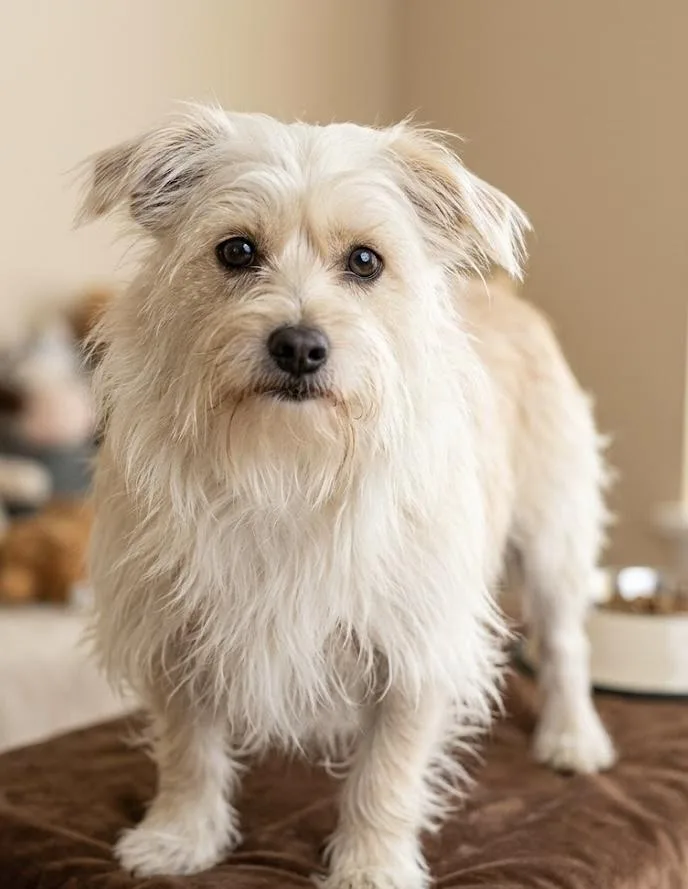 A young small-sized female Yellow / Tan / Blond / Fawn Cairn Terrier dog named Ruthie for adoption in Suffolk, VA