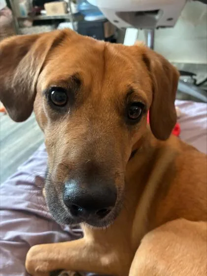 An adult medium-sized male Mixed Breed dog named Pugsley for adoption in Atlanta, GA