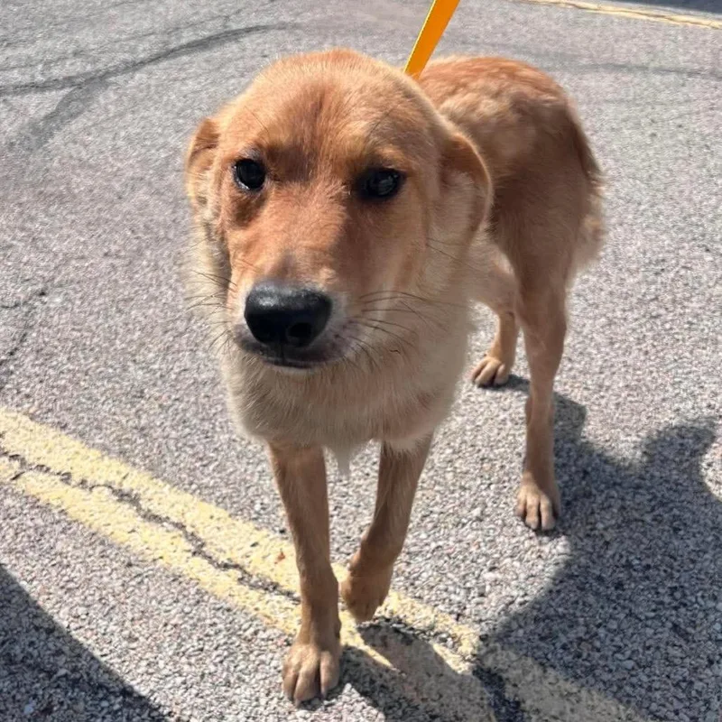 A young medium-sized male Yellow / Tan / Blond / Fawn Golden Retriever dog named Pickles for adoption in St. Charles, IL