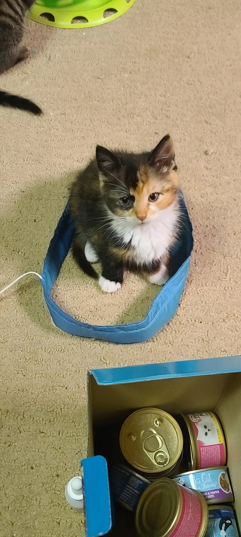 A baby medium-sized female Domestic Short Hair cat named Regina George for adoption in Stewartsville, NJ