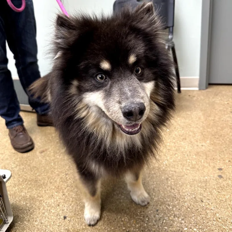 An adult medium-sized male Black Keeshond dog named Kenai for adoption in Skokie, IL